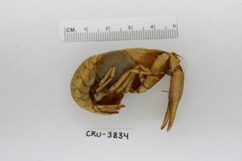 Media type: image;   Invertebrate Zoology CRU-3834 Description: Preserved specimen.;